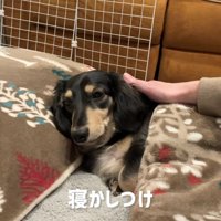 寝かしつけが日課に♡