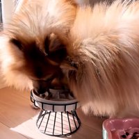 ずんだ君のご飯を食べるテディ君