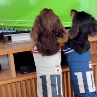 ワールドカップを見ていたら