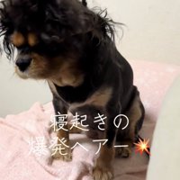 頭をうつむけた犬の乱れた髪