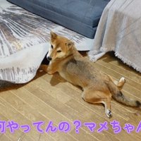 マメちゃんを叱ったら…