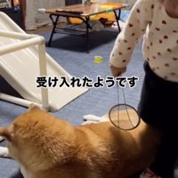 危うく踏まれそうに