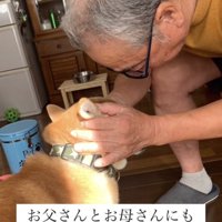人に頭を撫でられる犬