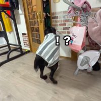 妹さんがドアを開けたら…？