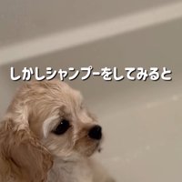 シャンプーしたパルちゃん