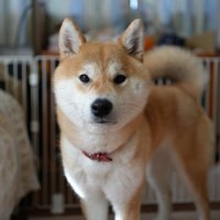 凛々しい
