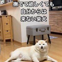 なでてほしいときは…