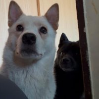 2匹のわんちゃん