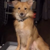 家へ来たばかりの頃の犬