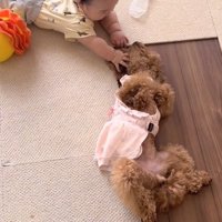 お腹を見せるりのちゃん