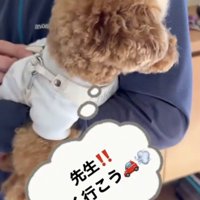 抱っこされる犬