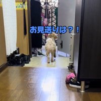玄関の外にいる家族のそばに寄る犬
