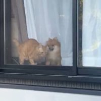ぴょこん