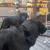 睨み合って「俺のだ！」と主張