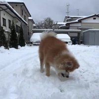 雪をムシャムシャ