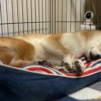 いそべ君の日常