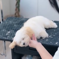 ぐっすり眠るぽぬちゃん