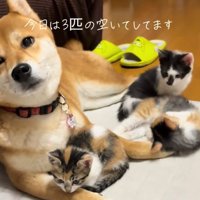 3匹の子猫