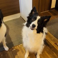 ボーダーコリー