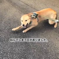 叫んでしまうあい君