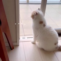 うどん君とあられちゃんの愉快なやり取り8