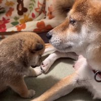 向かい合っている犬の親子