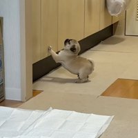 勢いをつけるゴンちゃん
