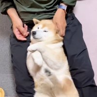 高速で足が動くここちゃん