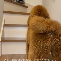 飼い主さんが呼んでも動きません