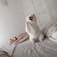 得意技「おねだりポーズ」