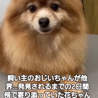 伏せをしてカメラを見つめる犬