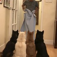 布を持つ人を見つめる4匹の犬