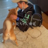 男の子の口を舐める犬
