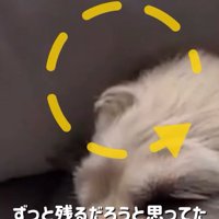 アホ毛のアップ