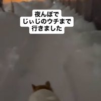 吹雪の中散歩する柴犬