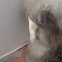 「誰がやったん？」