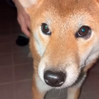 投稿者を見上げる犬