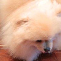引き裂きながら突破♪