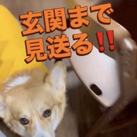 「行ってらっしゃい〜」