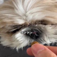 匂いを嗅ぐ犬