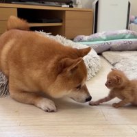 みんなでお世話しているそう