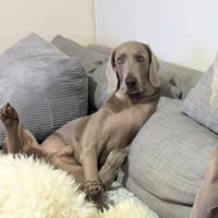 仰向けでくつろぐ犬