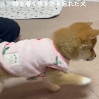 歩き方を忘れた小雪ちゃん