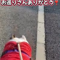 見つめる犬