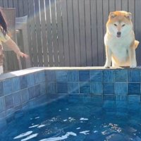 プール