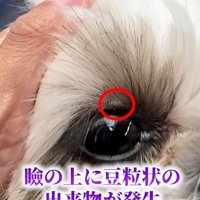 目の上にぶつぶつができたココちゃん