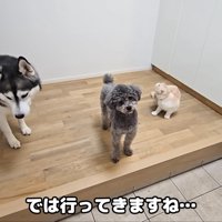 とっても仲良しな3匹