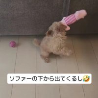 ソファーの下で遊んだり…