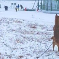 ミーアキャットのよう