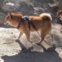 軽やかな足取りでハイキング♪